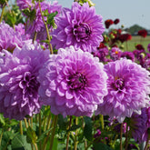 Dahlia Blue Boy - Dahlias - Fluwel