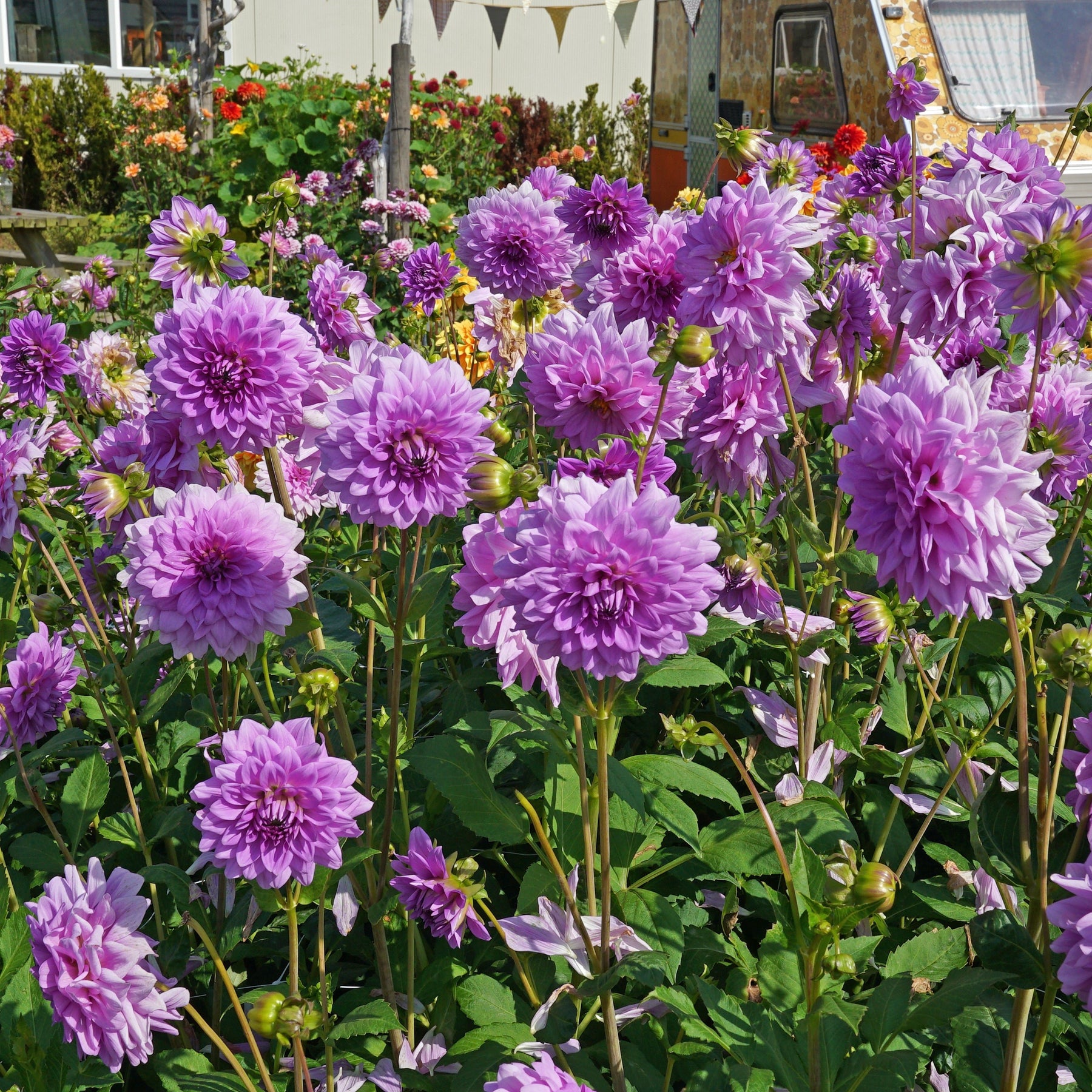 Dahlia Blue Boy - Dahlias - Fluwel