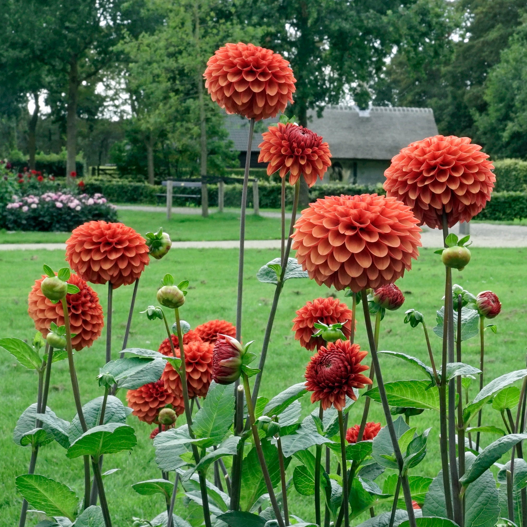 Dahlia Brown Sugar - Dahlias - Fluwel