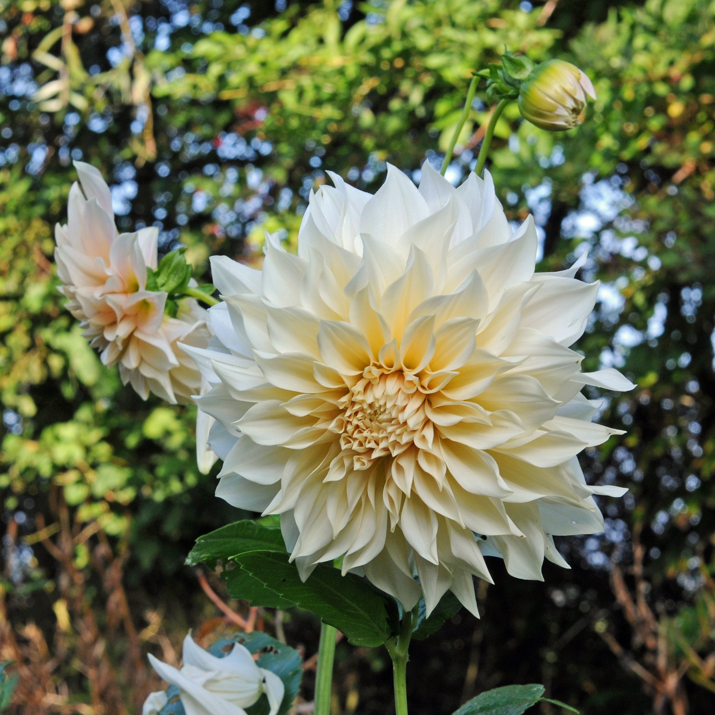 Dahlia Café au Lait - Dahlias - Fluwel