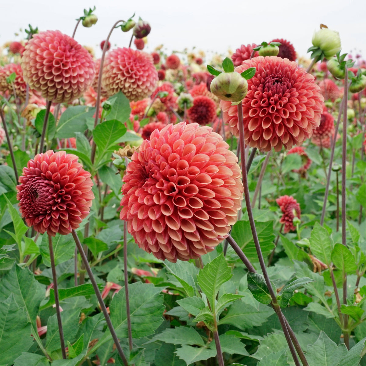 Dahlia Copperboy - rode dahlia - Fluwel