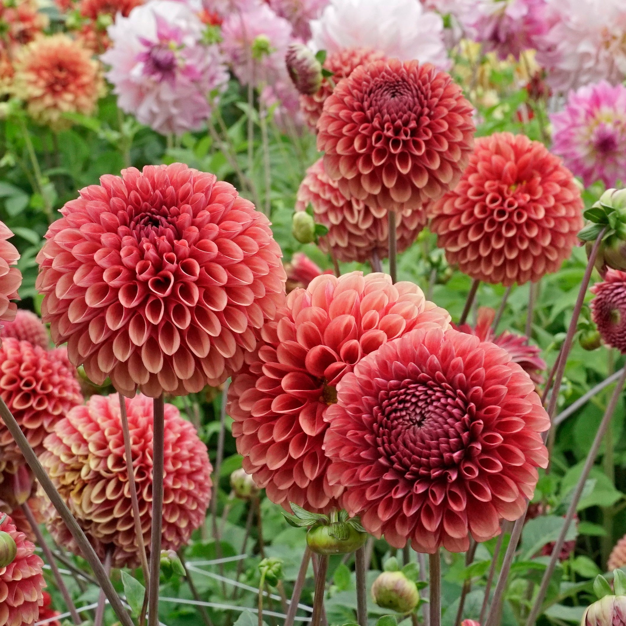 Dahlia Copperboy - Dahlias - Fluwel