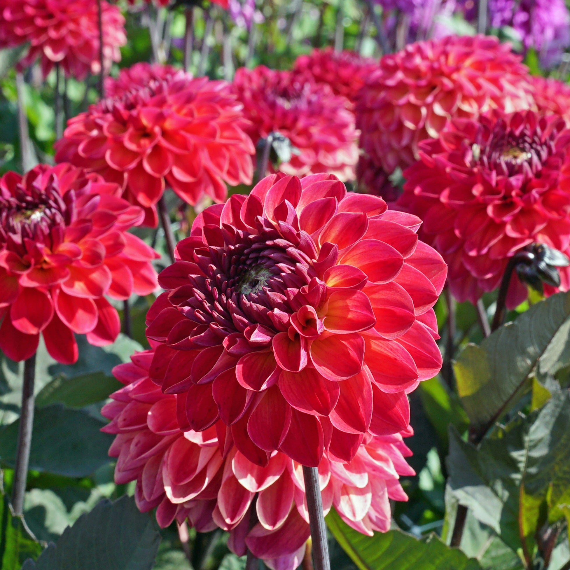 Dahlia Dancing Don - Dahlias - Fluwel