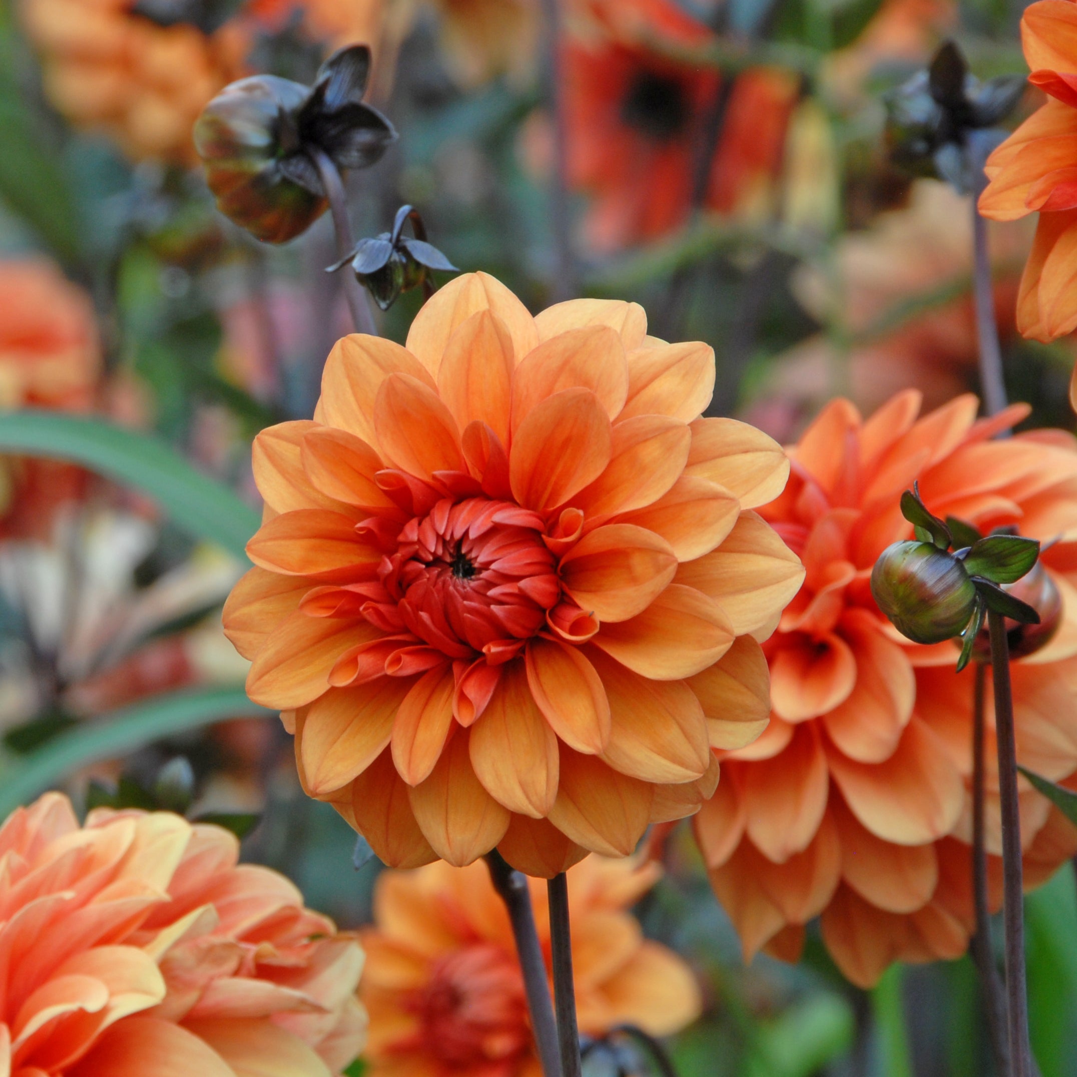 Dahlia David Howard - Dahlias - Fluwel
