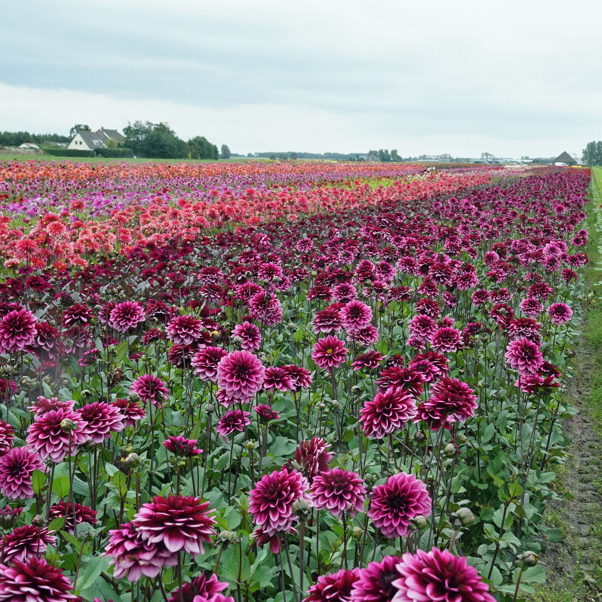 Dahlia Davina Michelle - meerkleurige dahlia - Fluwel