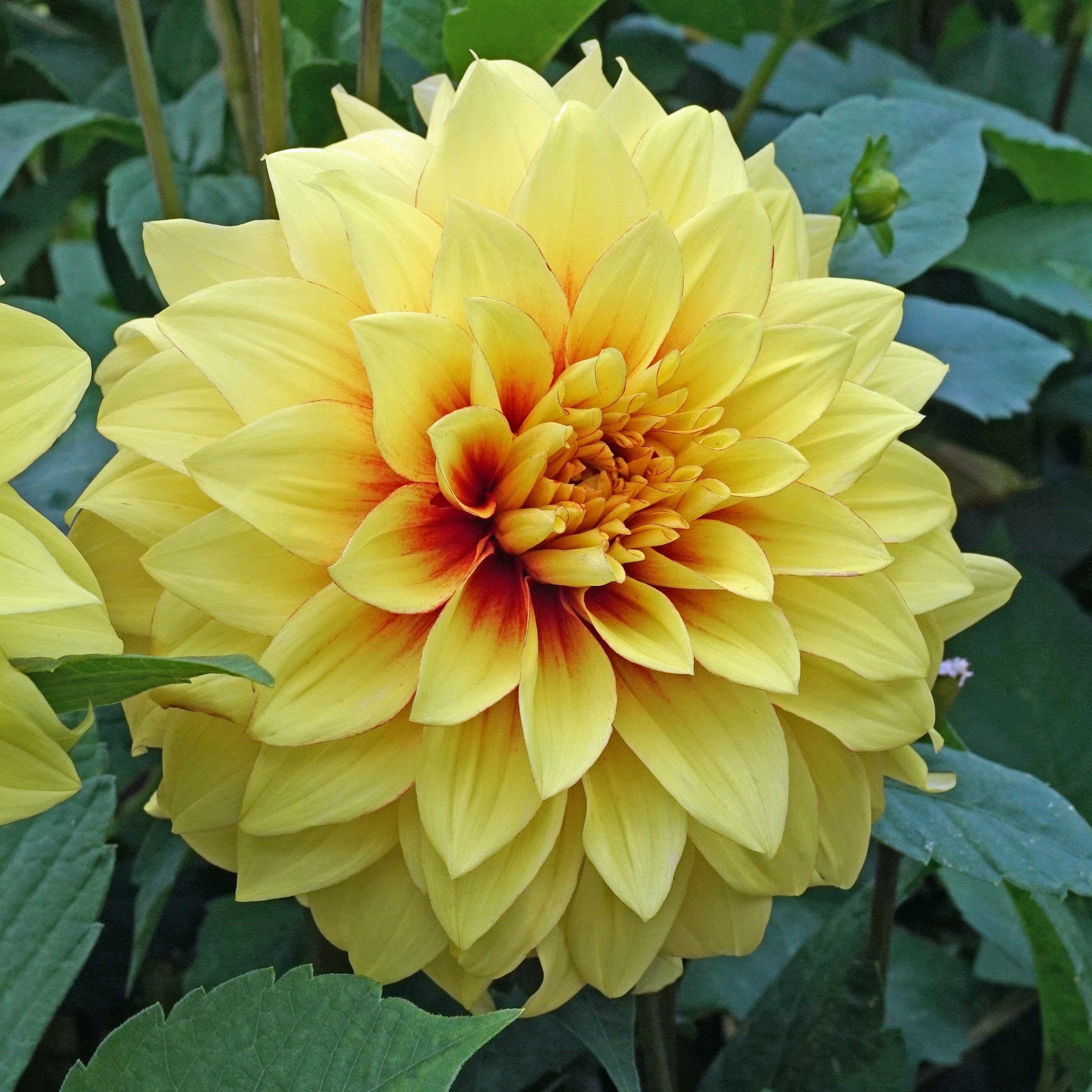 Dahlia Dazzling Sun - meerkleurige dahlia - Fluwel