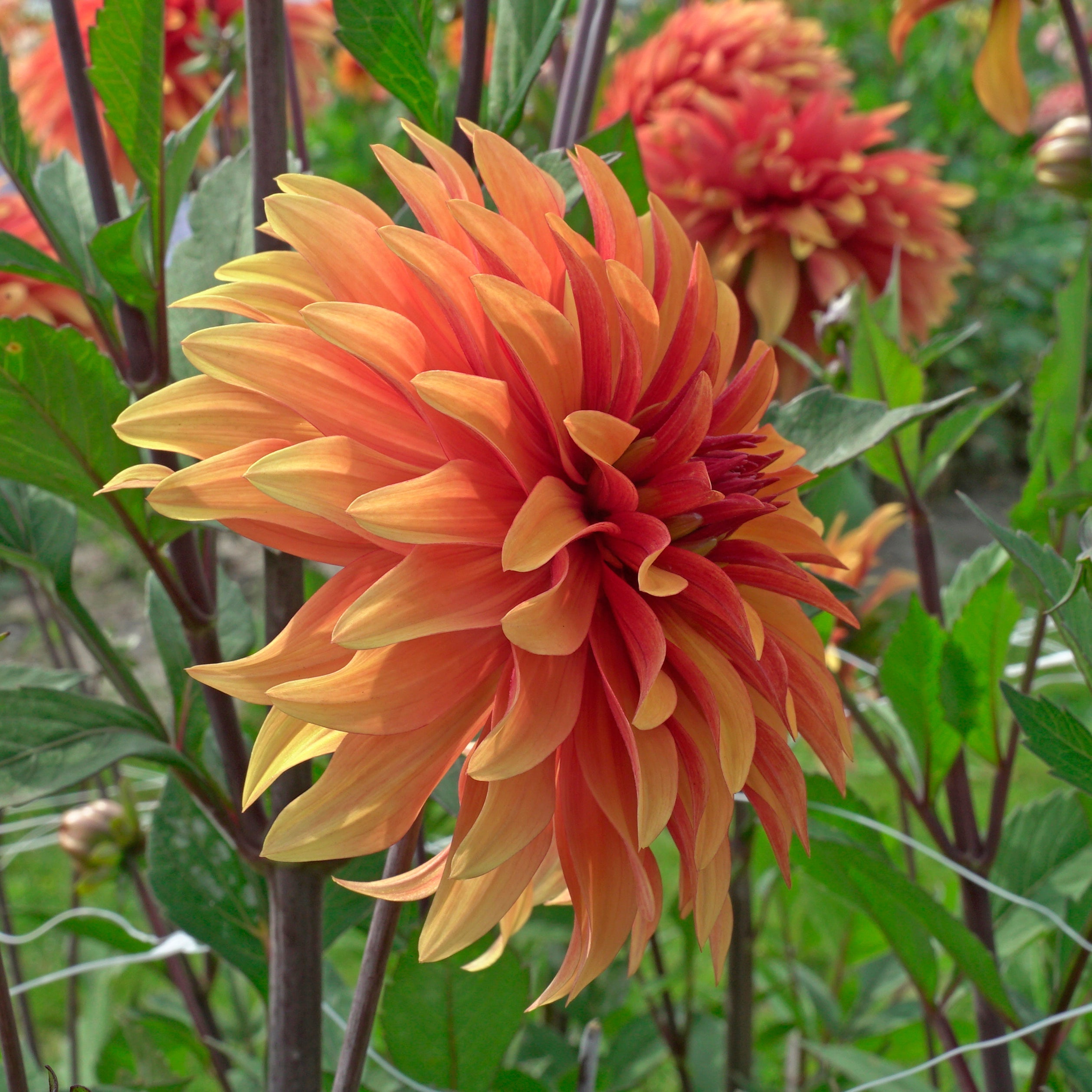 Dahlia Dorito - Dahlias - Fluwel