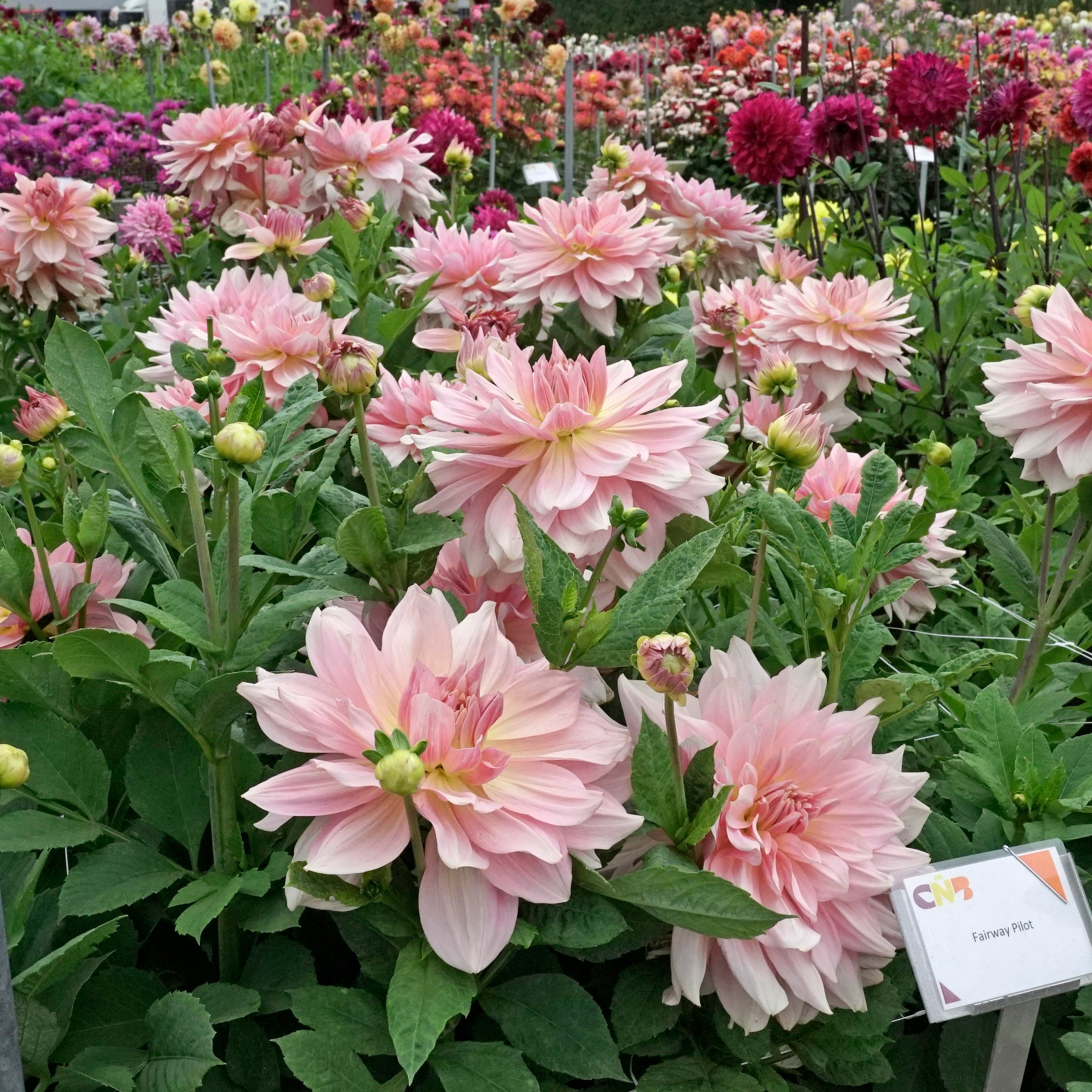 Dahlia Fairway Pilot - Dahlias - Fluwel
