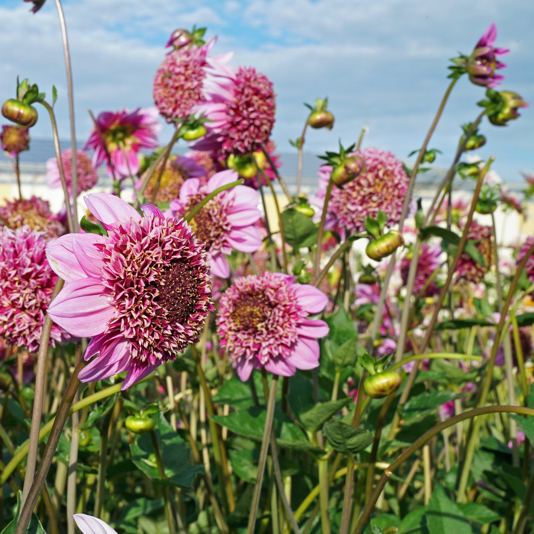Dahlia Fenna Baaij - Dahlias - Fluwel