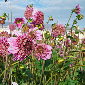 Dahlia Fenna Baaij - Dahlias - Fluwel