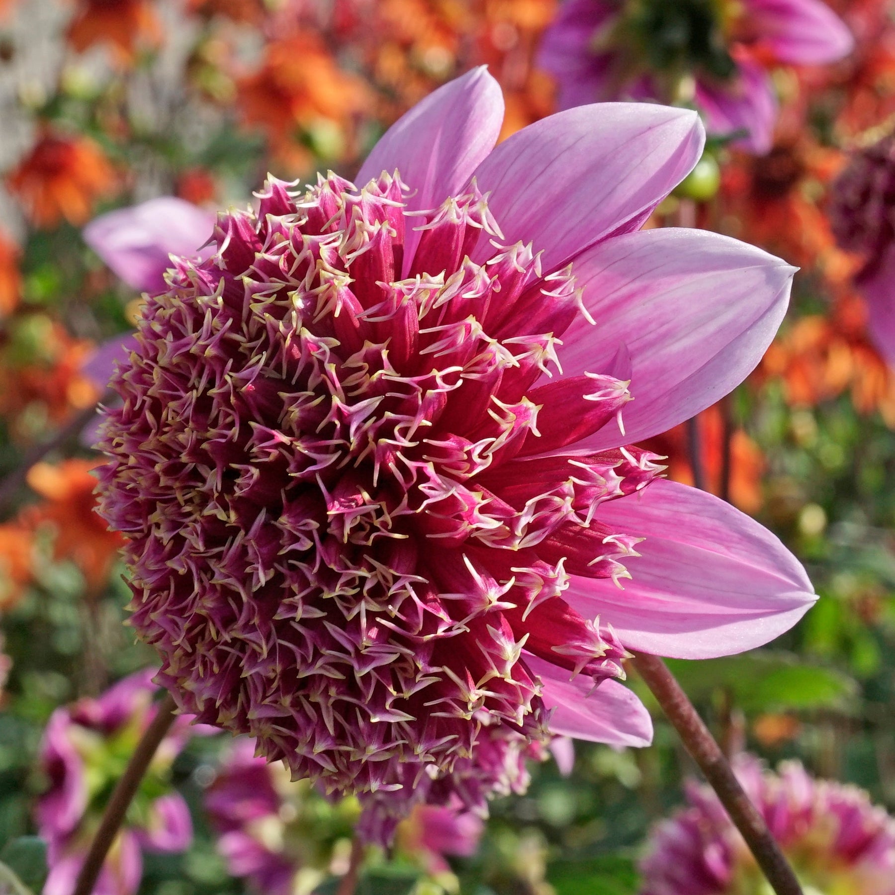 Dahlia Fenna Baaij - Dahlias - Fluwel