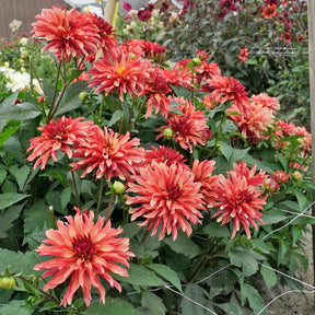 Dahlia Gallery Art Deco - Dahlias - Fluwel