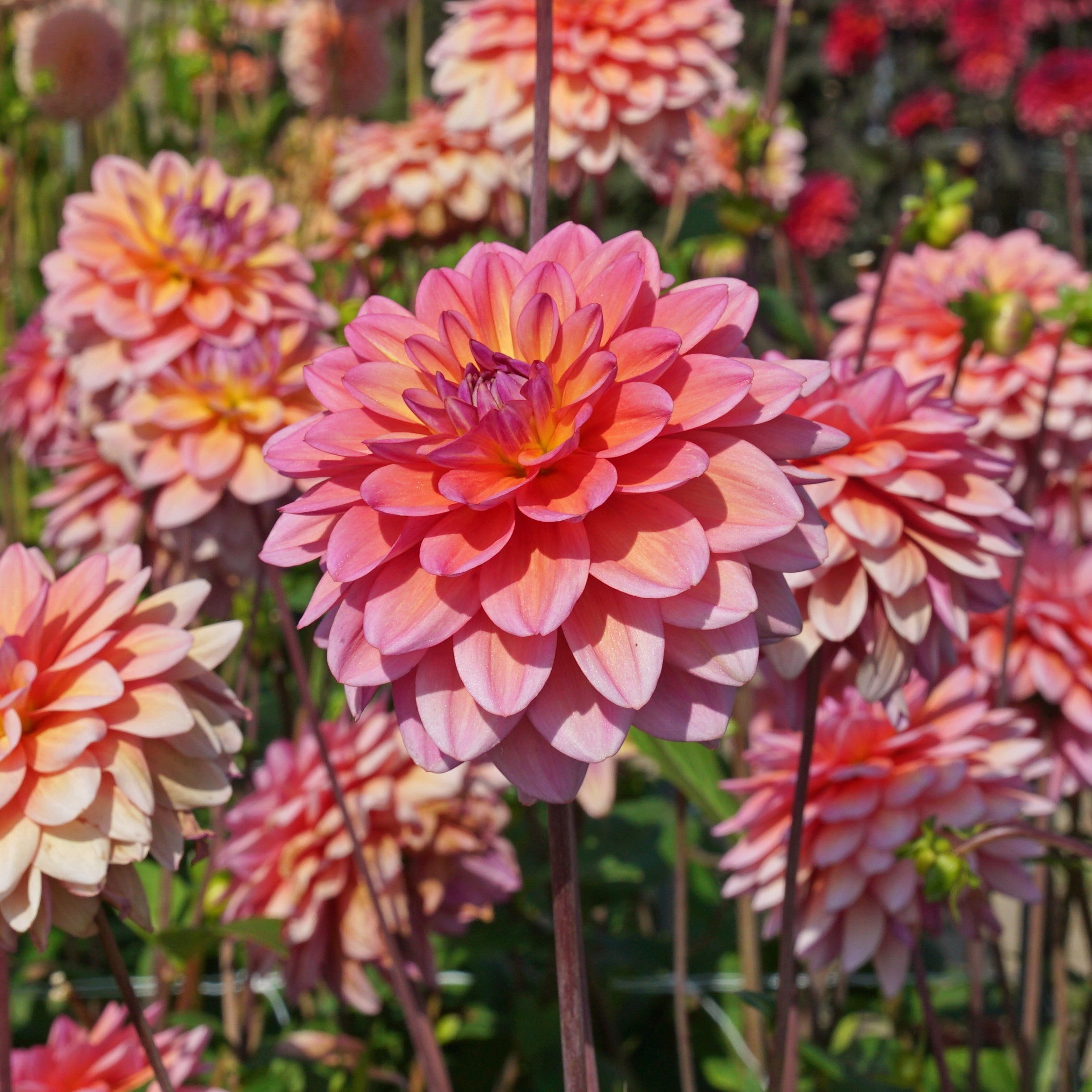 Dahlia Great Silence - Dahlias - Fluwel