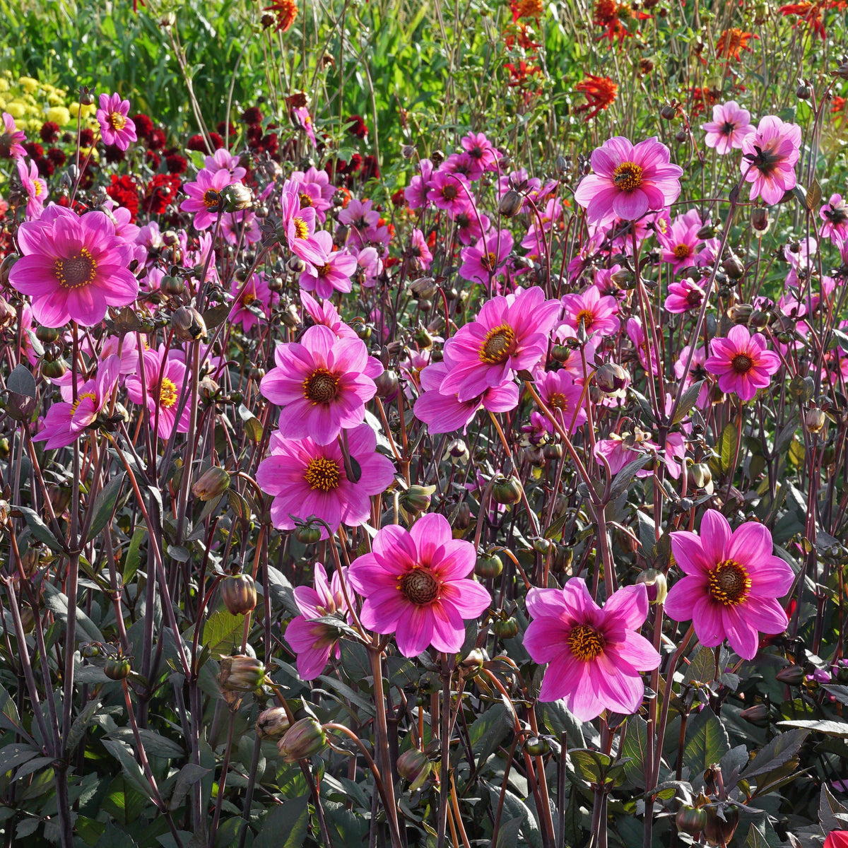Dahlia Happy Single Juliet - lila dahlia - Fluwel