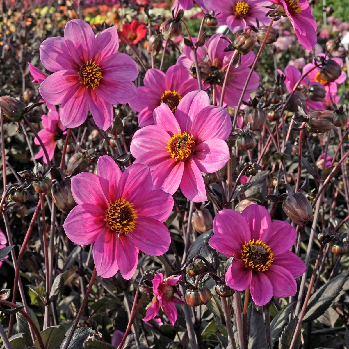 Dahlia Happy Single Juliet - lila dahlia - Fluwel
