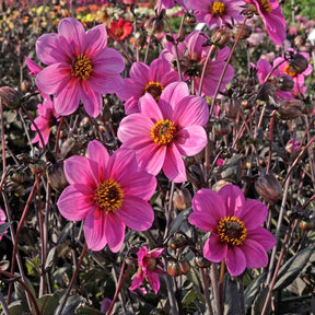 Dahlia Happy Single Juliet - Dahlias - Fluwel