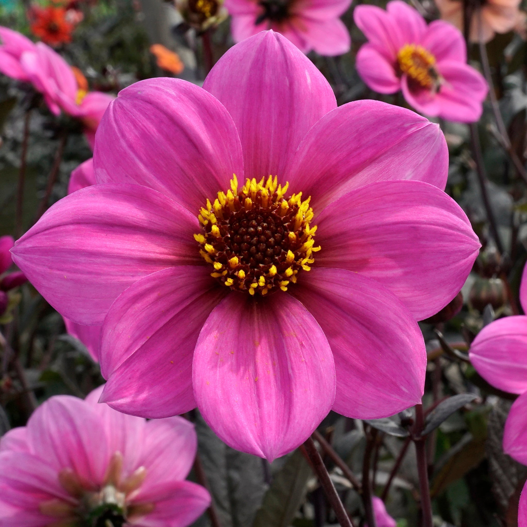 Dahlia Happy Treesome - Dahlias - Fluwel