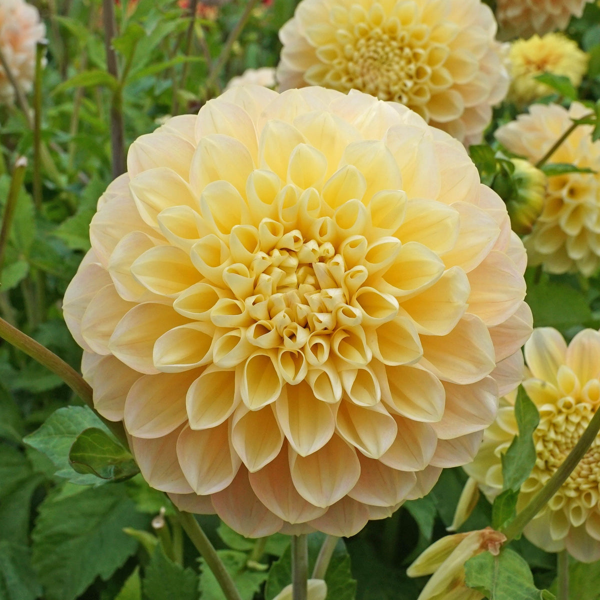 Dahlia Honey Dew - meerkleurige dahlia - Fluwel