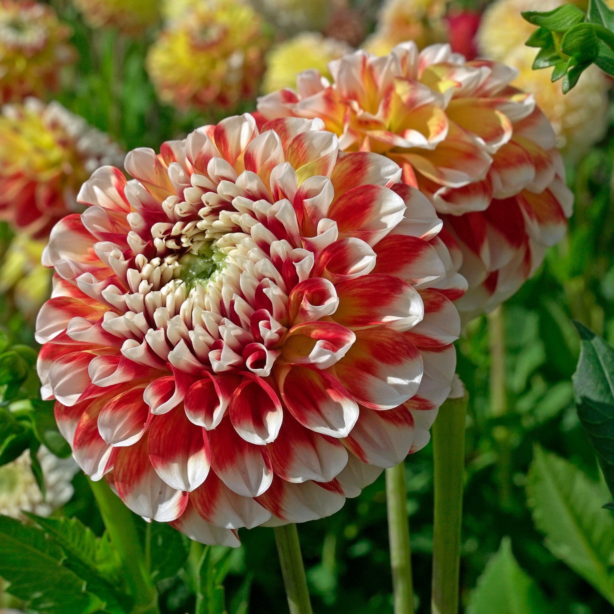Dahlia Jowey Fantasy - Dahlias - Fluwel
