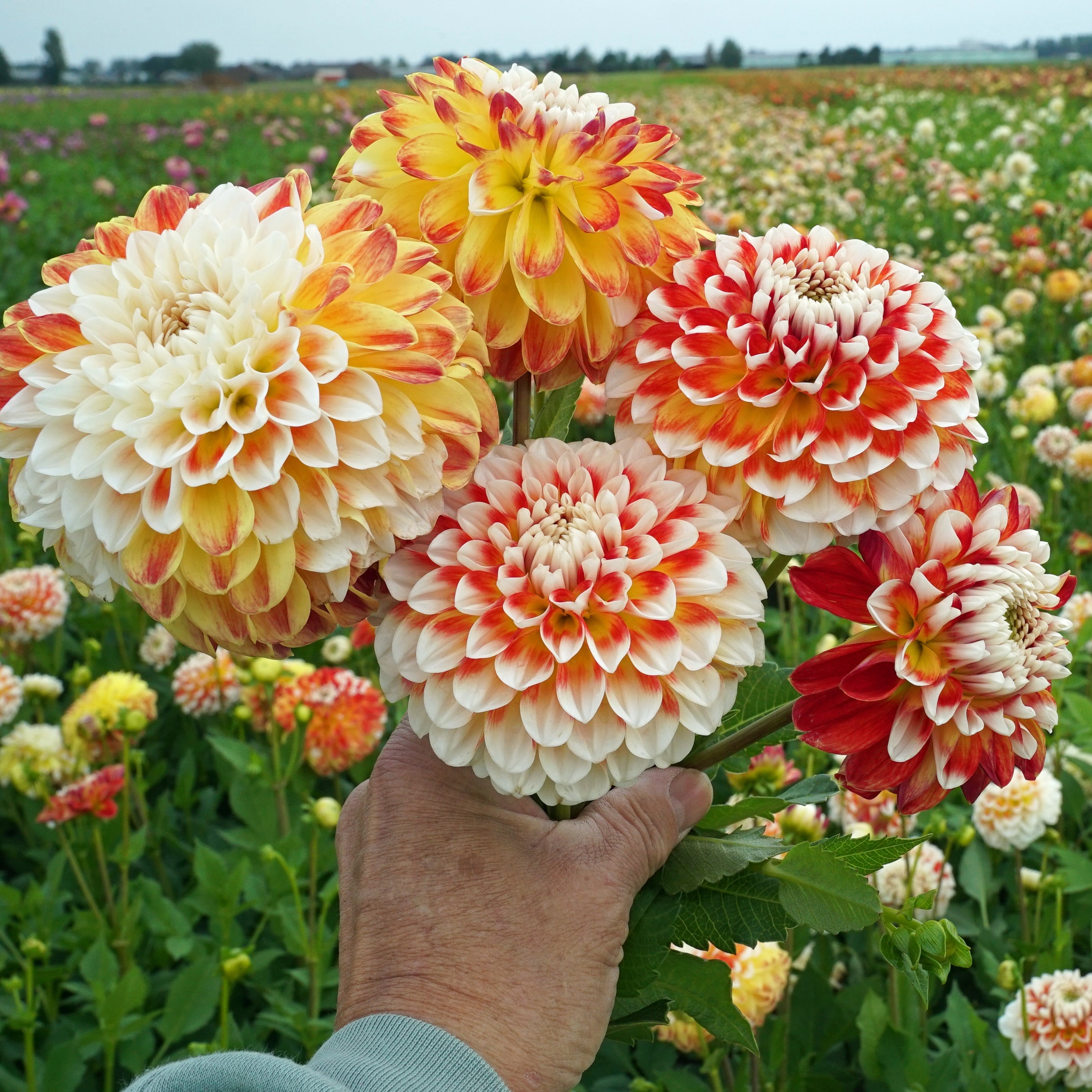 Dahlia Jowey Fantasy - Dahlias - Fluwel