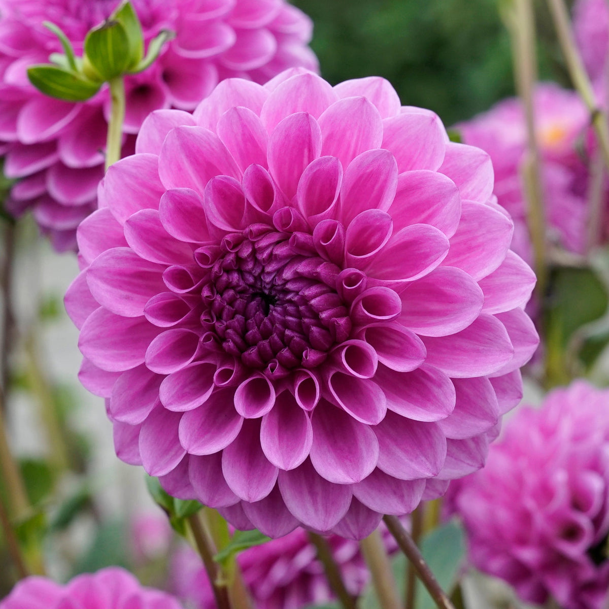 Dahlia Julio - roze dahlia - Fluwel