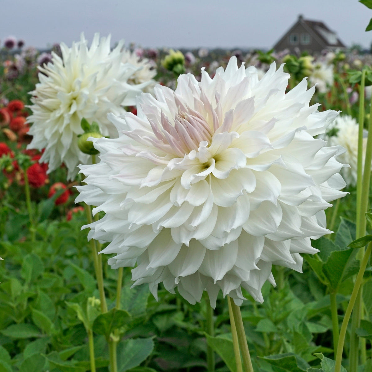 Dahlia Ka's Cloud - witte dahlia - Fluwel