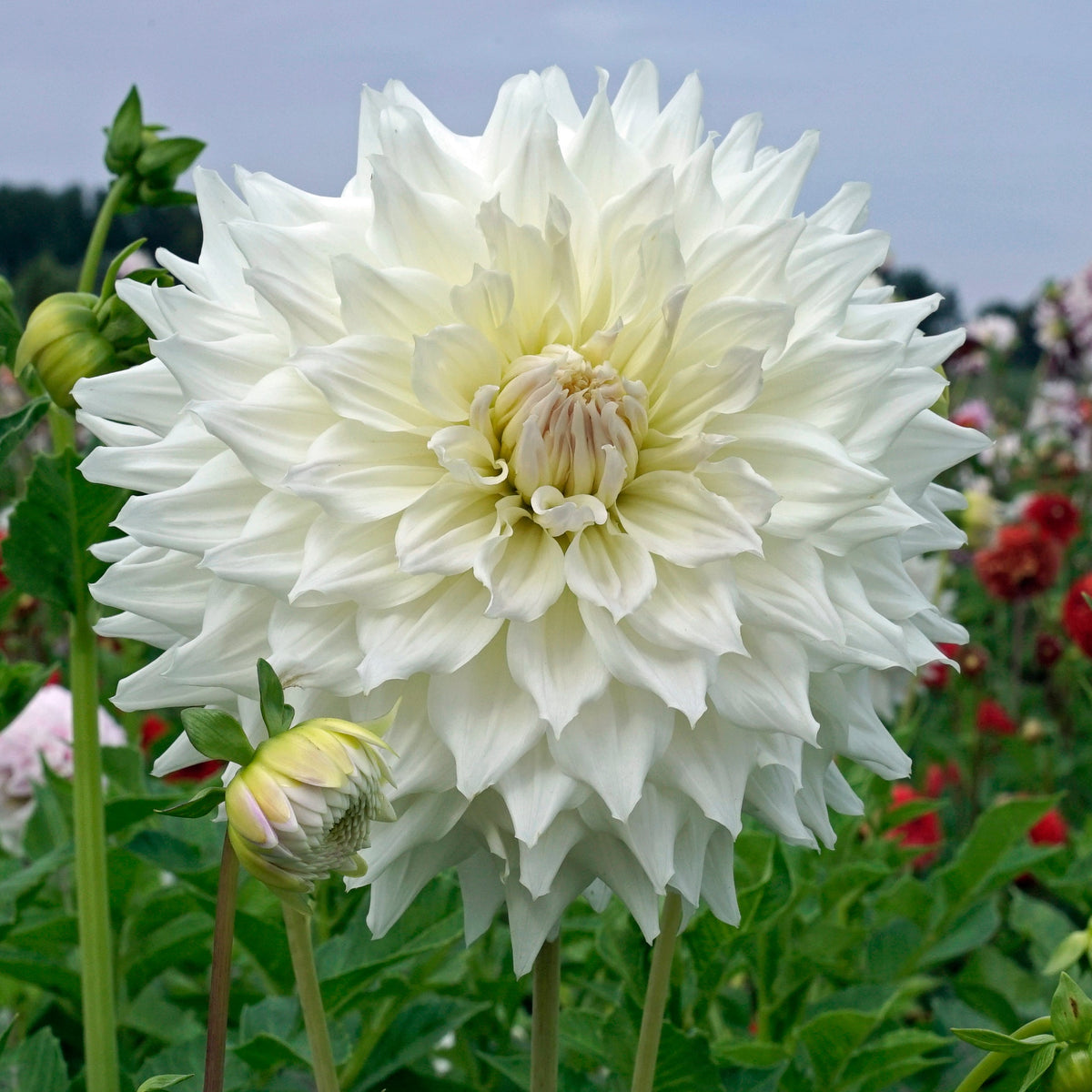 Dahlia Ka's Cloud - witte dahlia - Fluwel