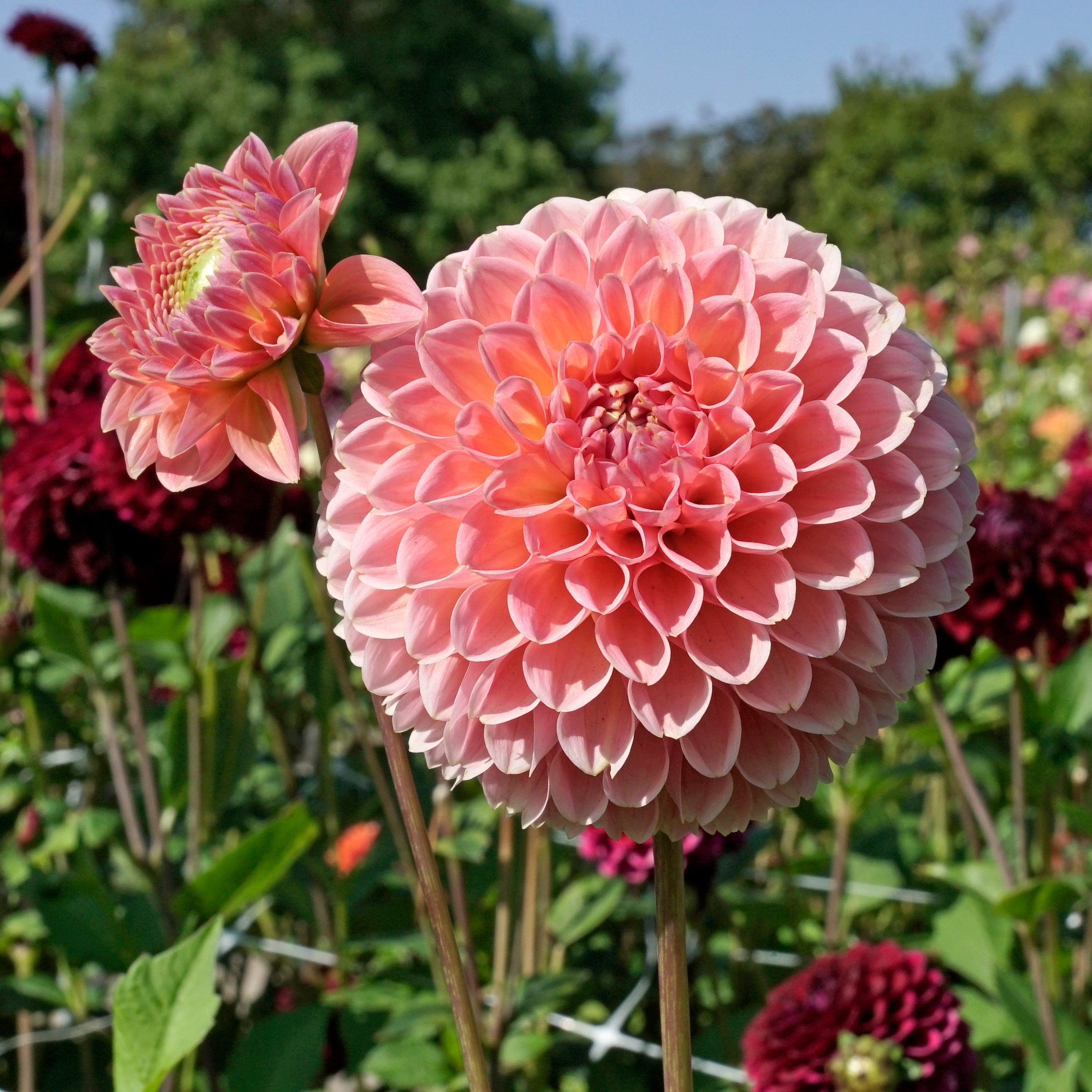 Dahlia Linda's Baby - Dahlias - Fluwel