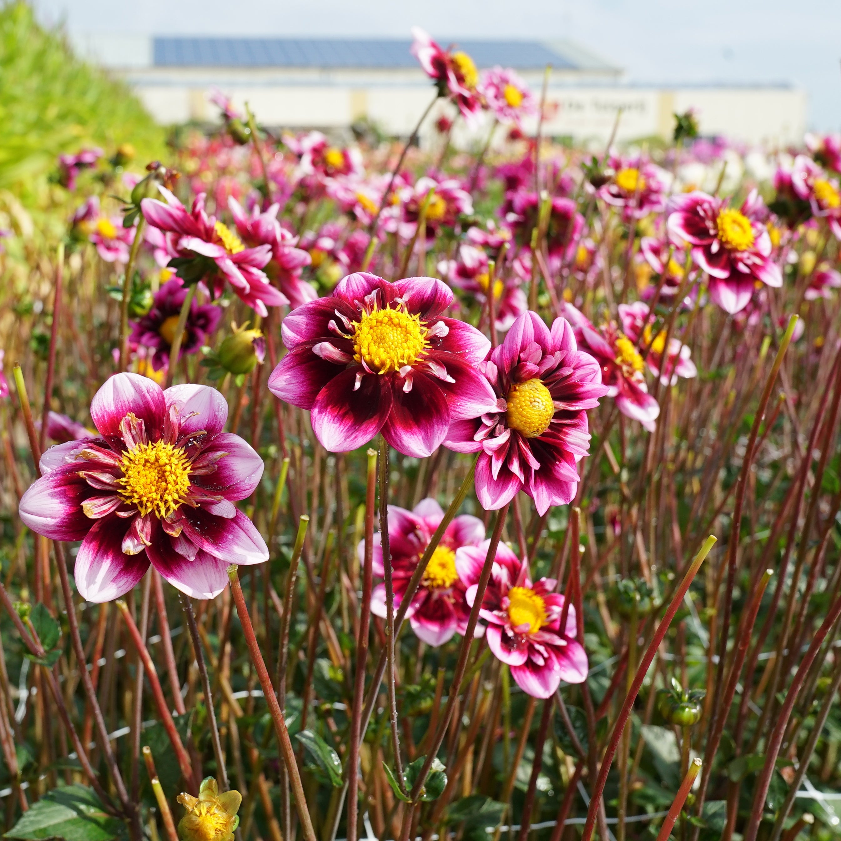 Dahlia Liquid Desire - Dahlias - Fluwel