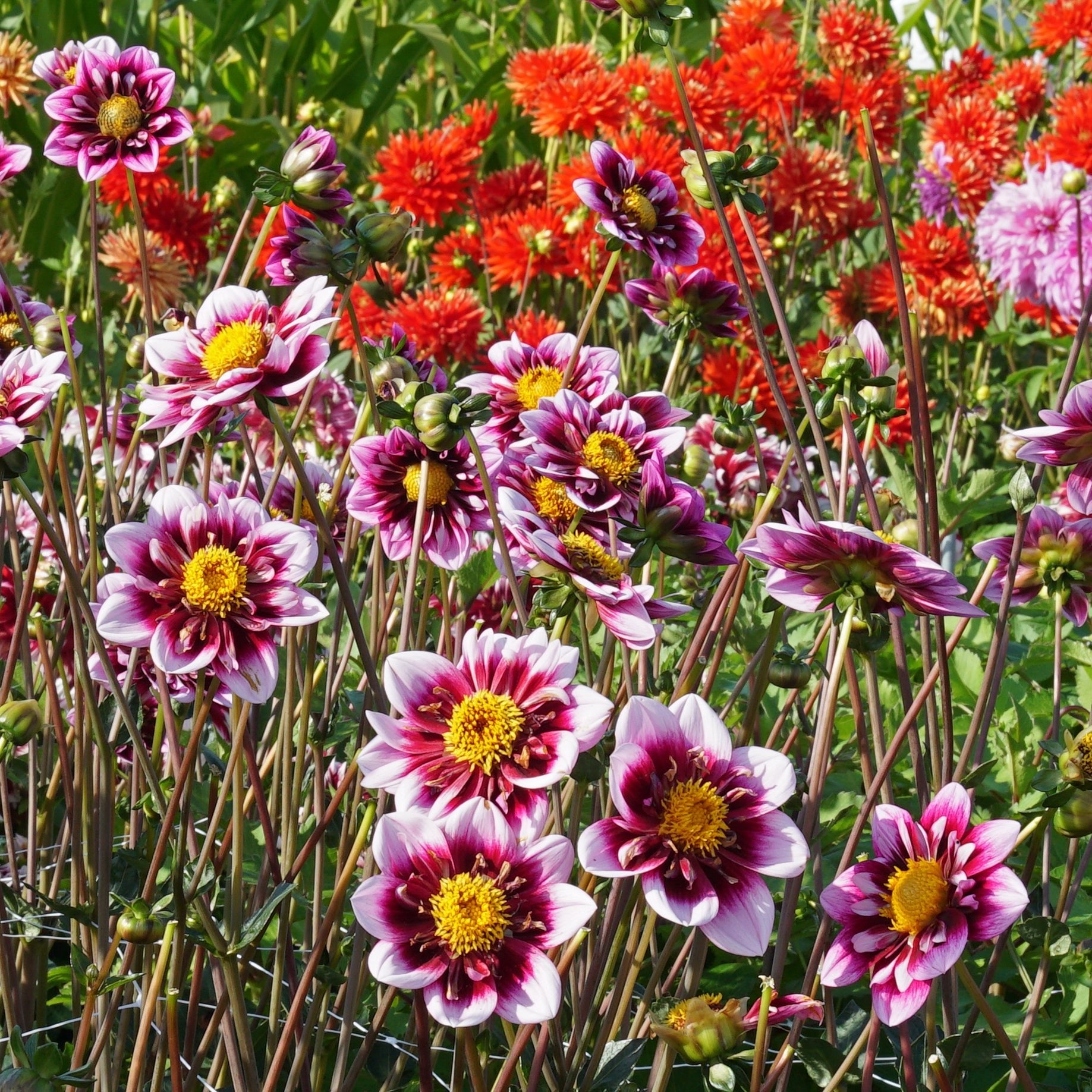 Dahlia Liquid Desire - Dahlias - Fluwel