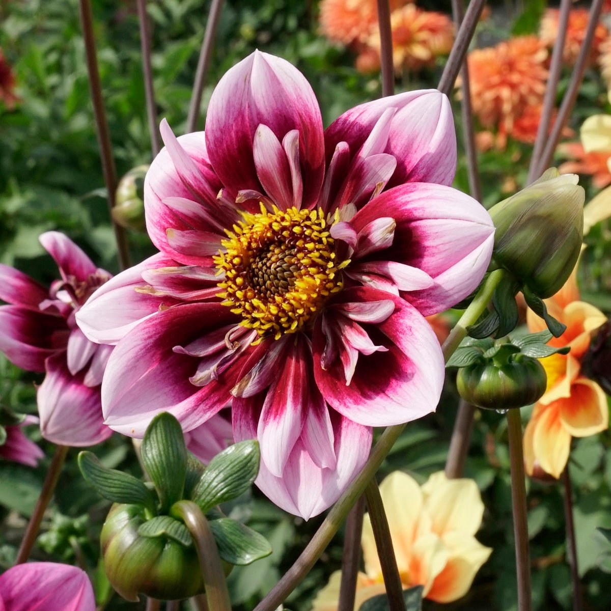 Dahlia Liquid Desire - Dahlias - Fluwel