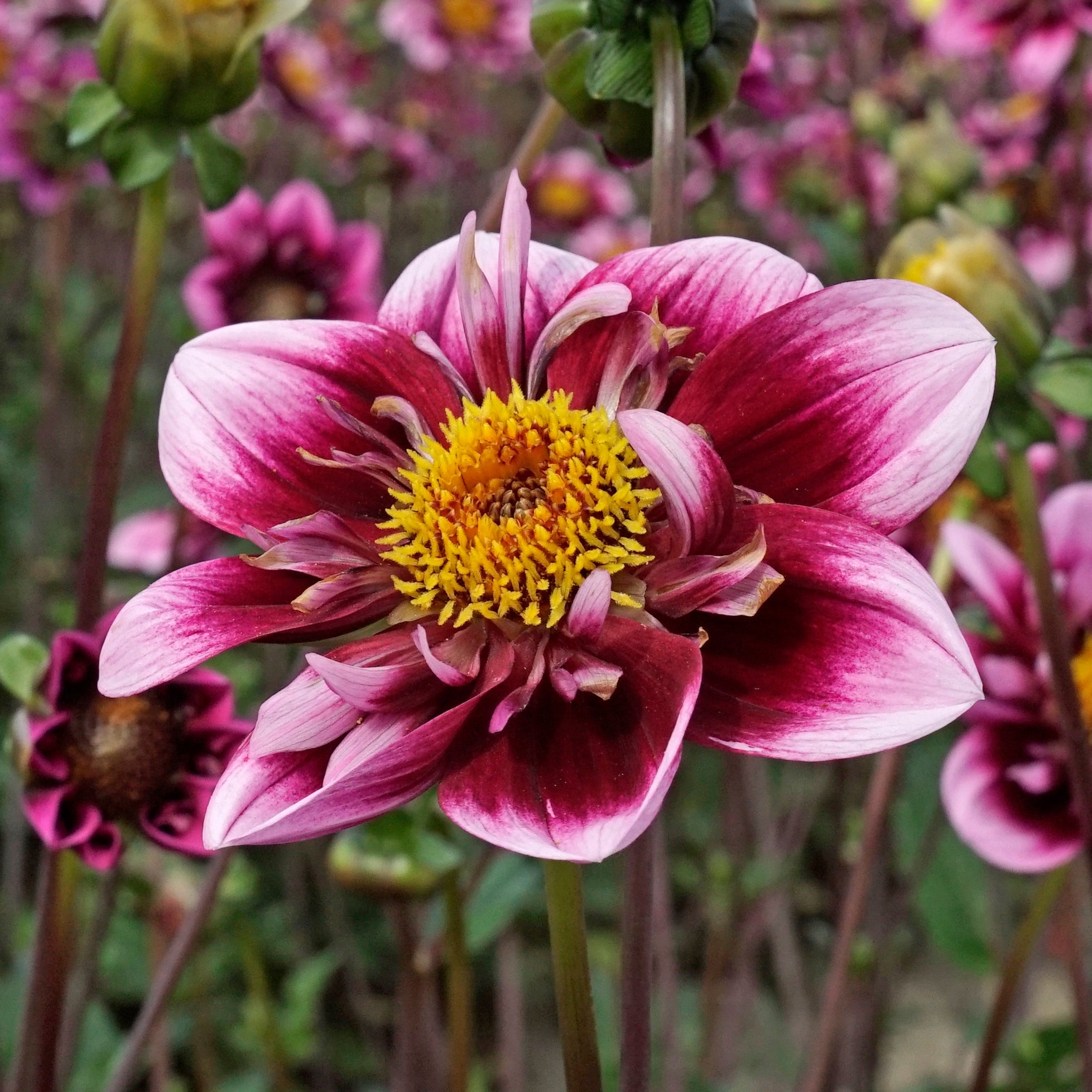 Dahlia Liquid Desire - Dahlias - Fluwel