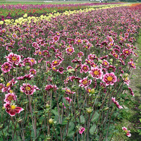 Dahlia Liquid Desire - Dahlias - Fluwel