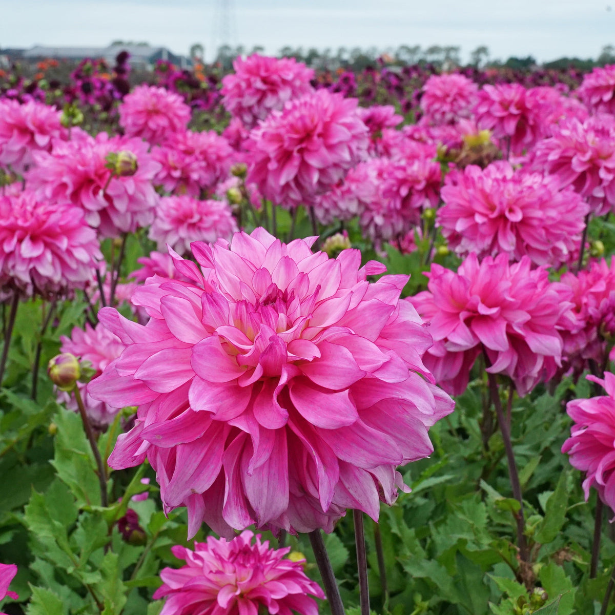 Dahlia Lizz Baaij - roze dahlia - Fluwel