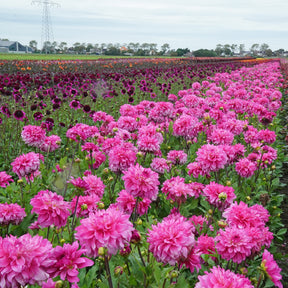 Dahlia Lizz Baaij - Dahlias - Fluwel