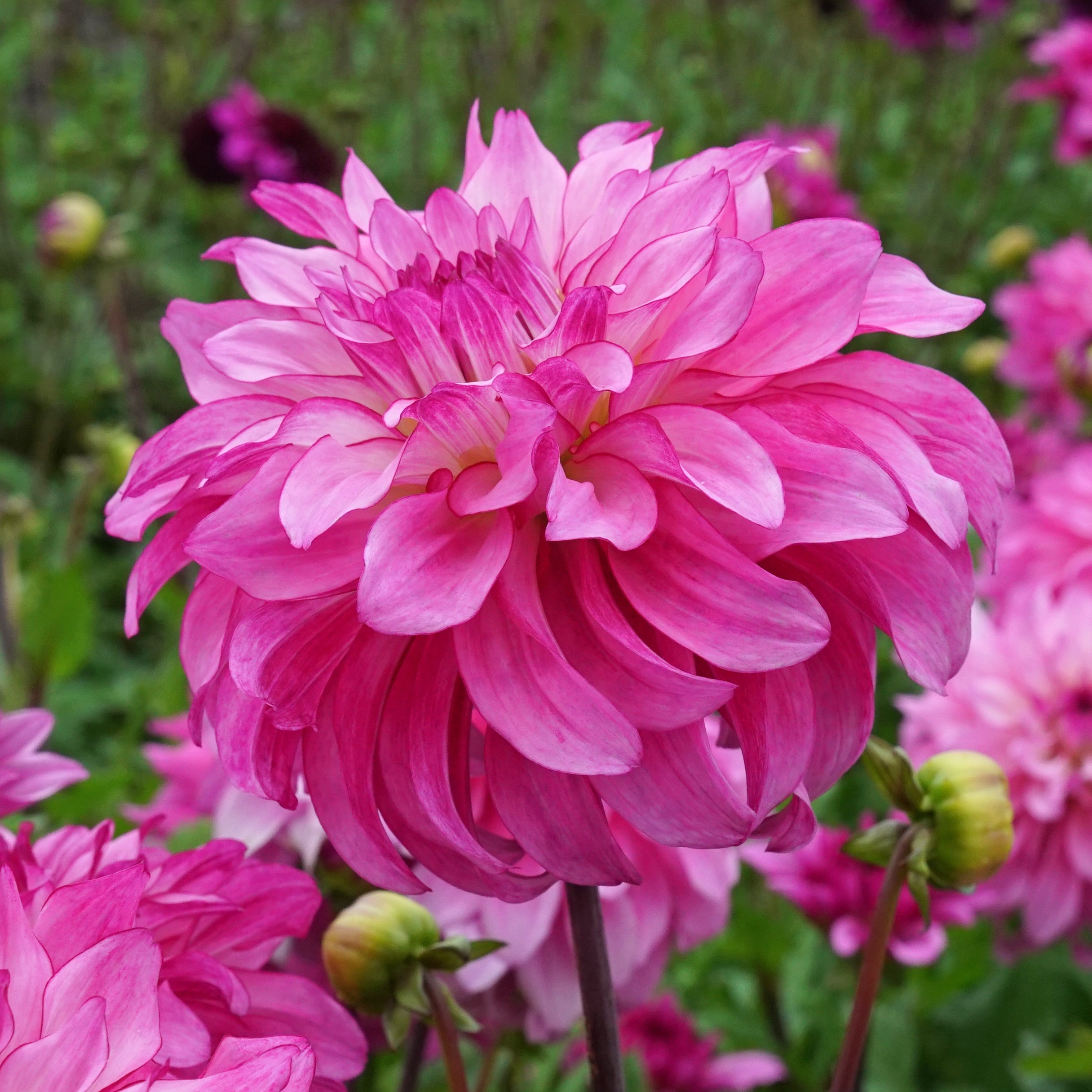 Dahlia Lizz Baaij - Dahlias - Fluwel
