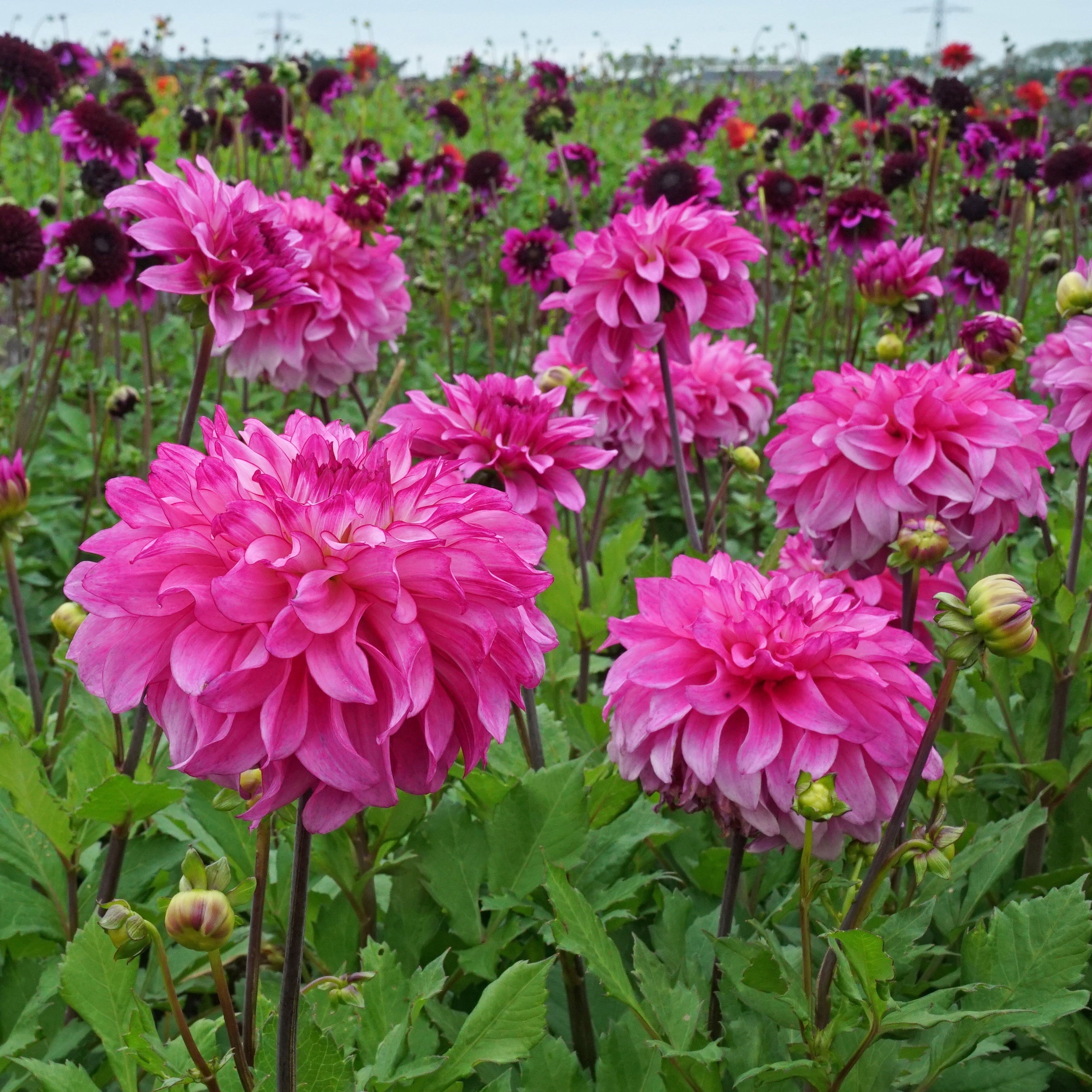 Dahlia Lizz Baaij - Dahlias - Fluwel