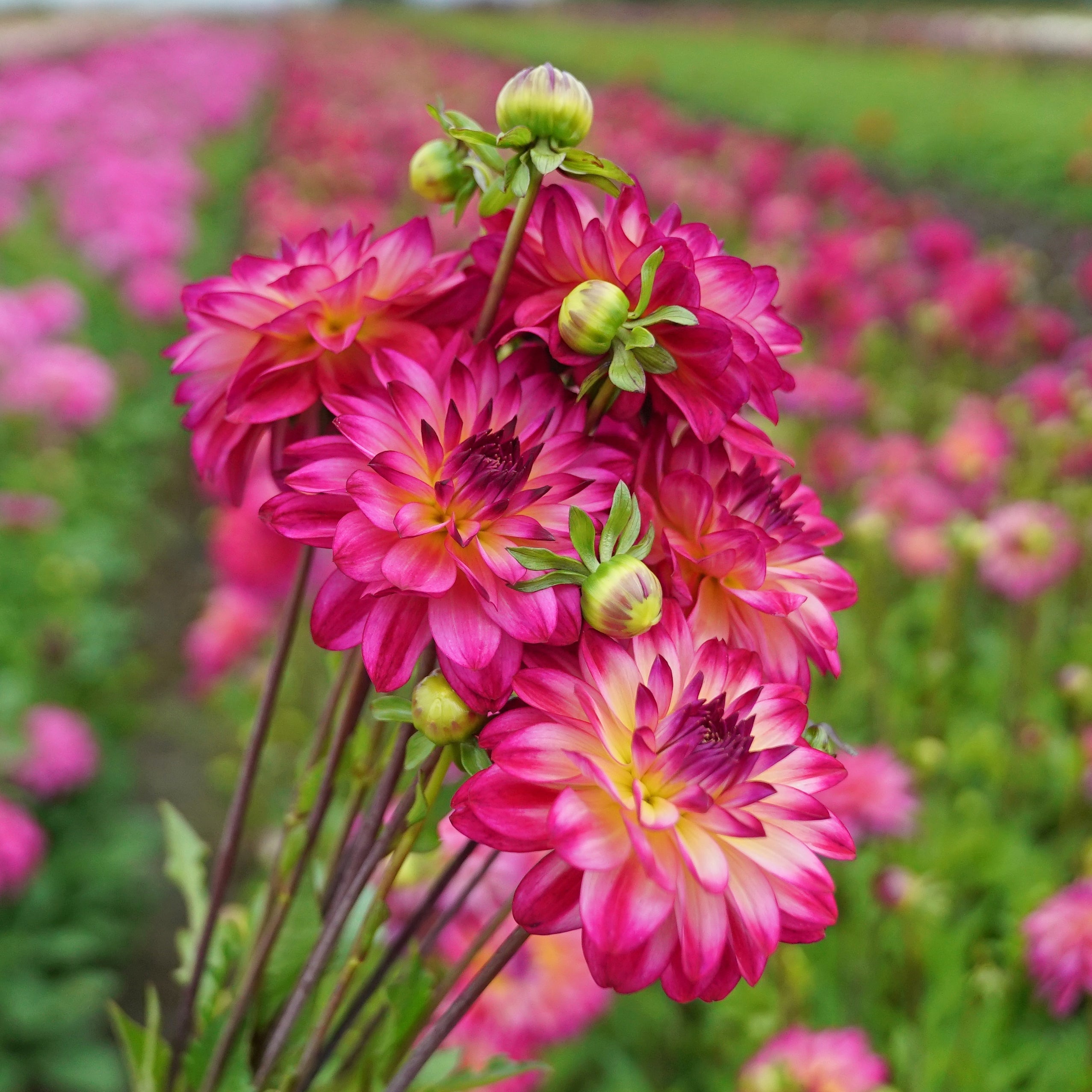 Dahlia Loe's - Dahlias - Fluwel