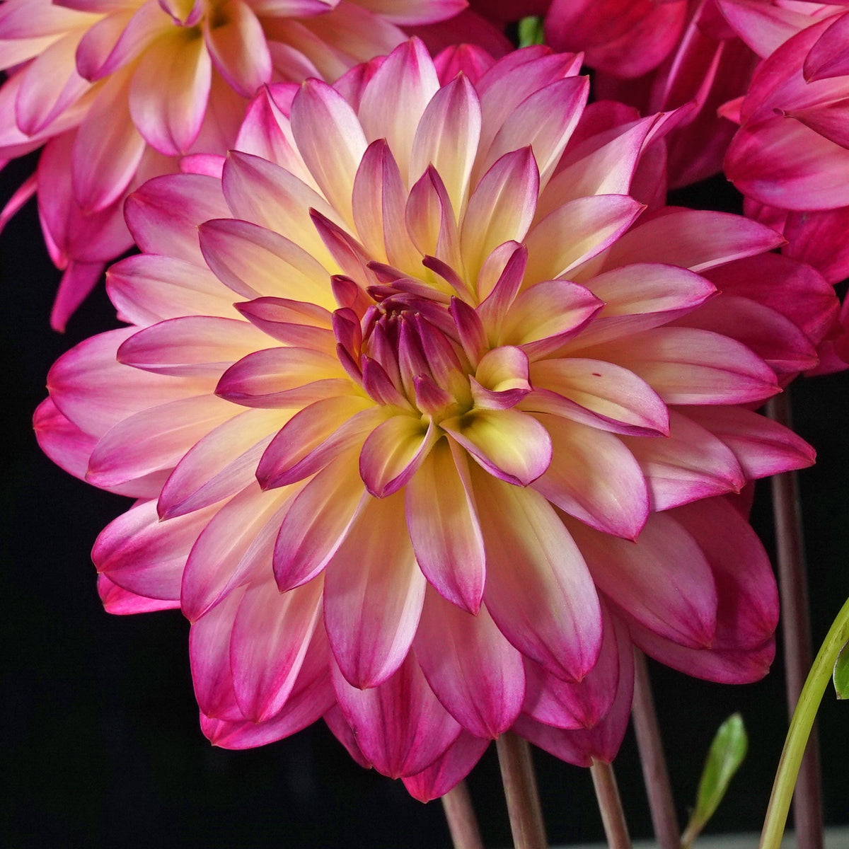 Dahlia Loe's - meerkleurige dahlia - Fluwel