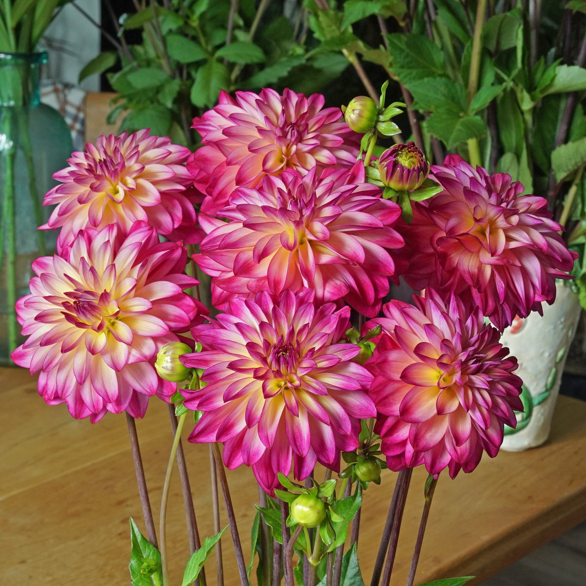 Dahlia Loe's - meerkleurige dahlia - Fluwel