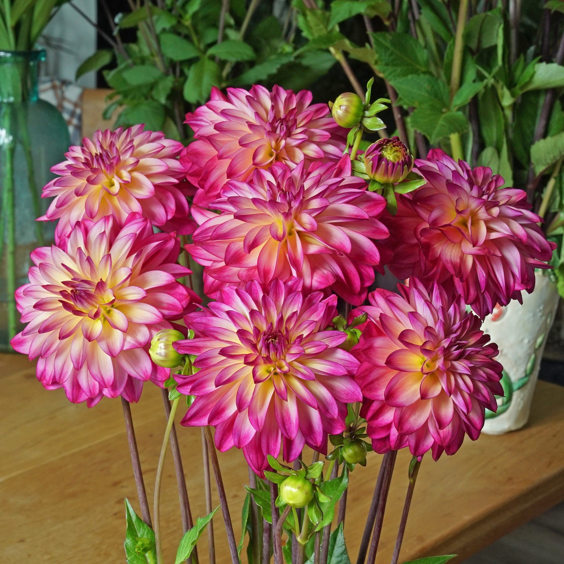 Dahlia Loe's - Dahlias - Fluwel