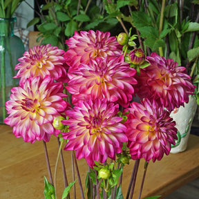 Dahlia Loe's - Dahlias - Fluwel