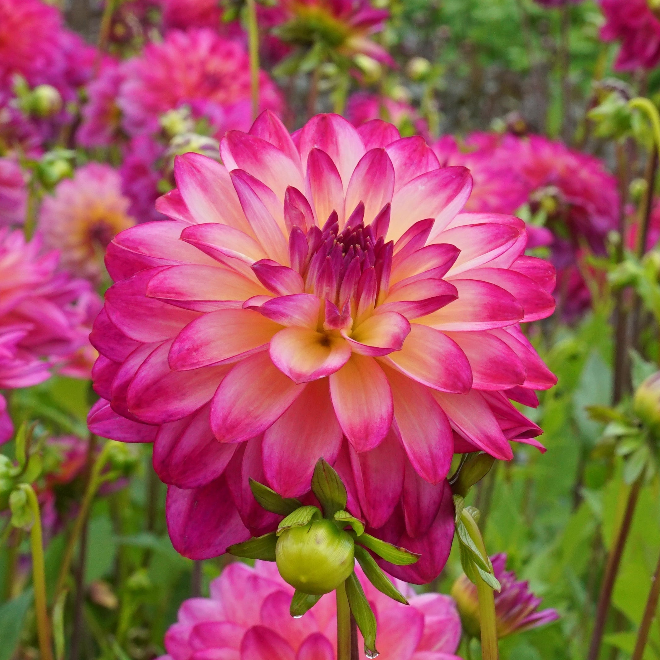 Dahlia Loe's - Dahlias - Fluwel