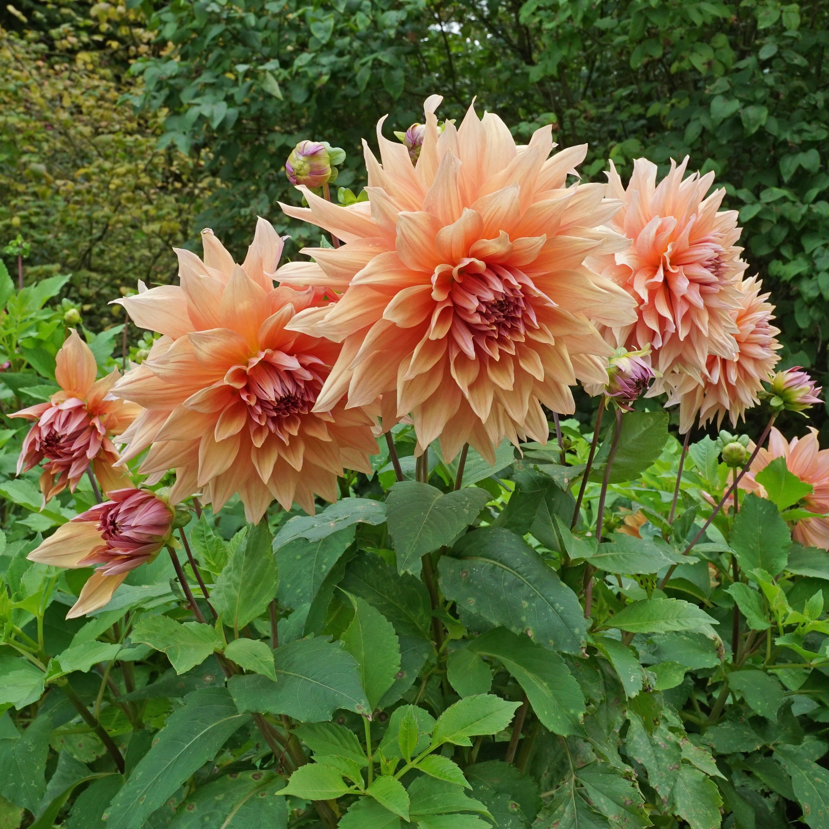 Dahlia Mango Madness - Dahlias - Fluwel