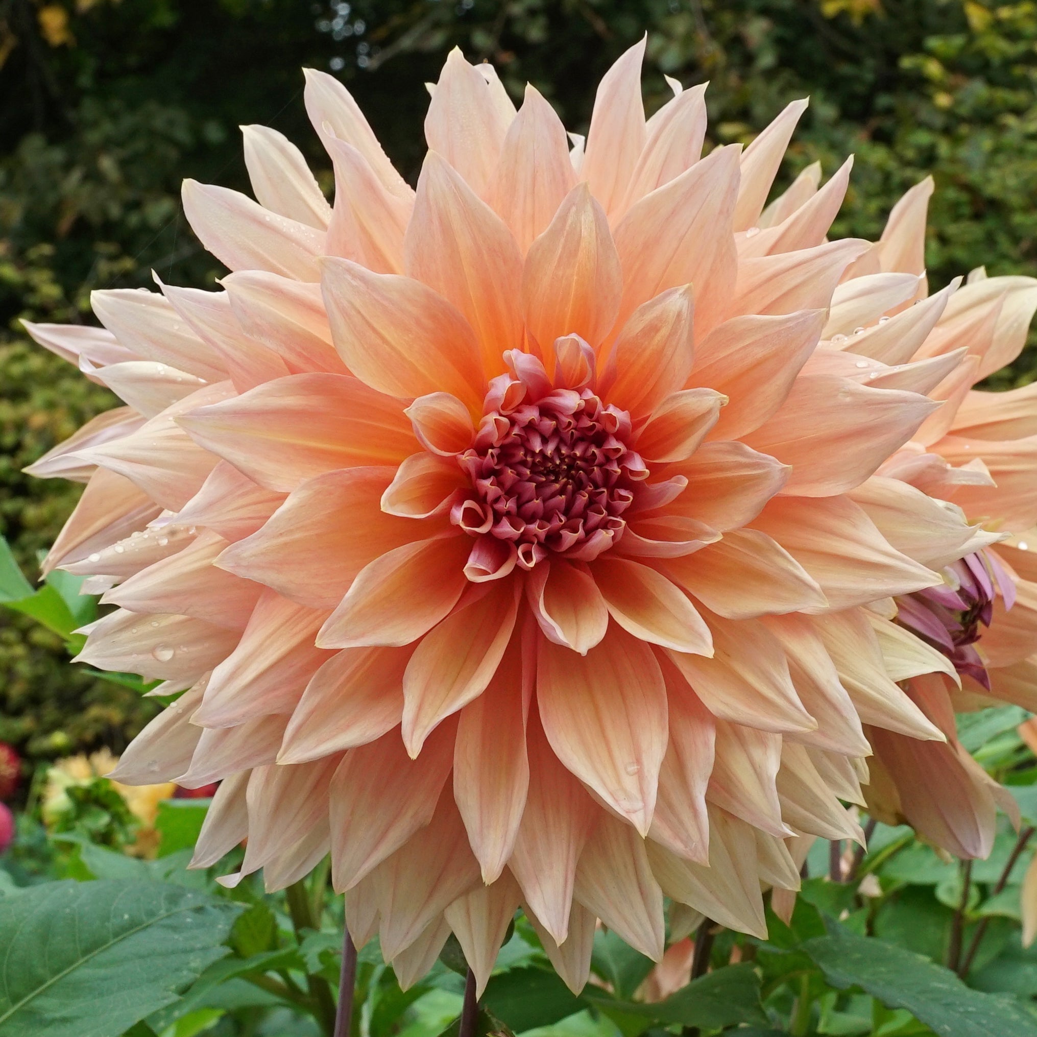 Dahlia Mango Madness - Dahlias - Fluwel