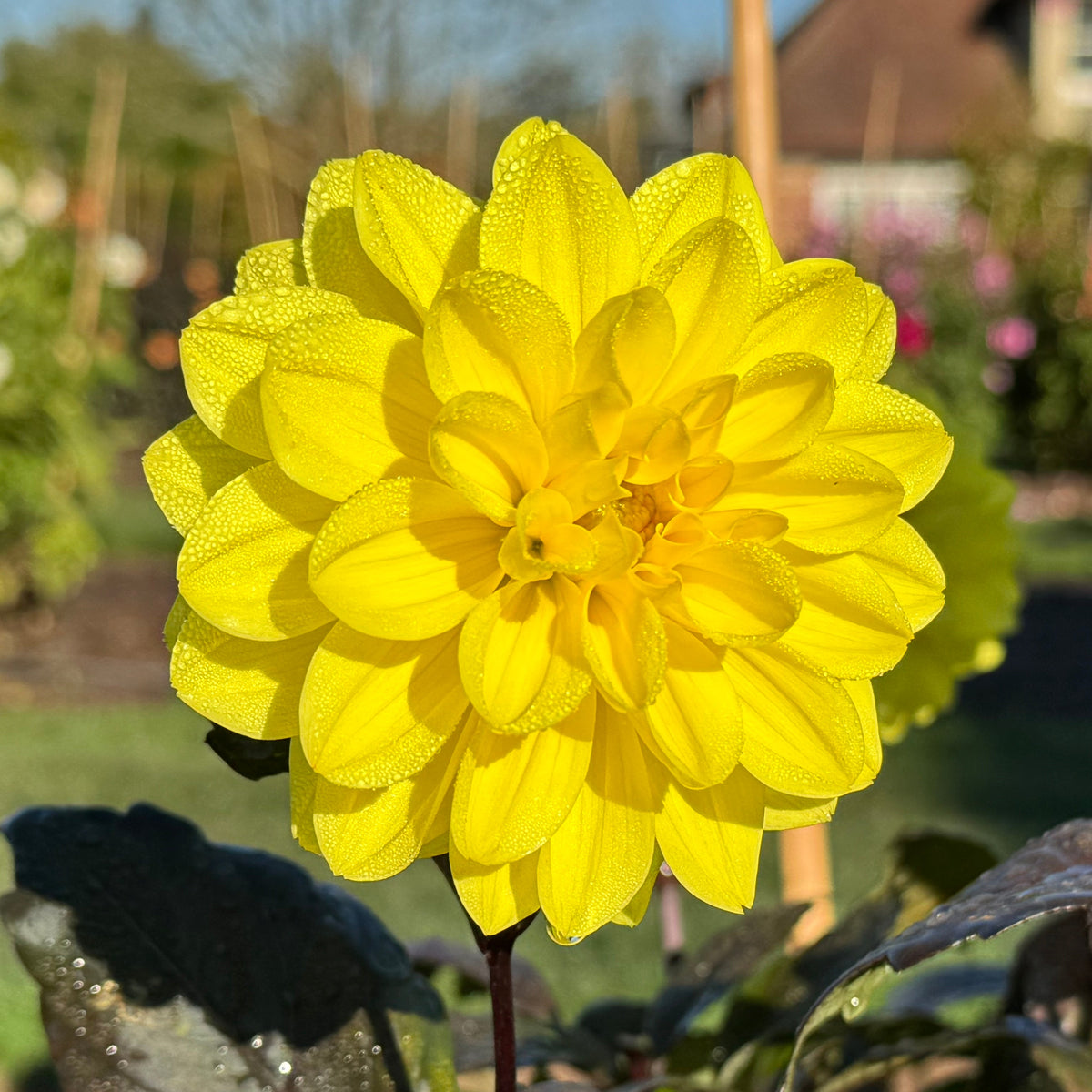 Dahlia Meteorite - gele dahlia - Fluwel