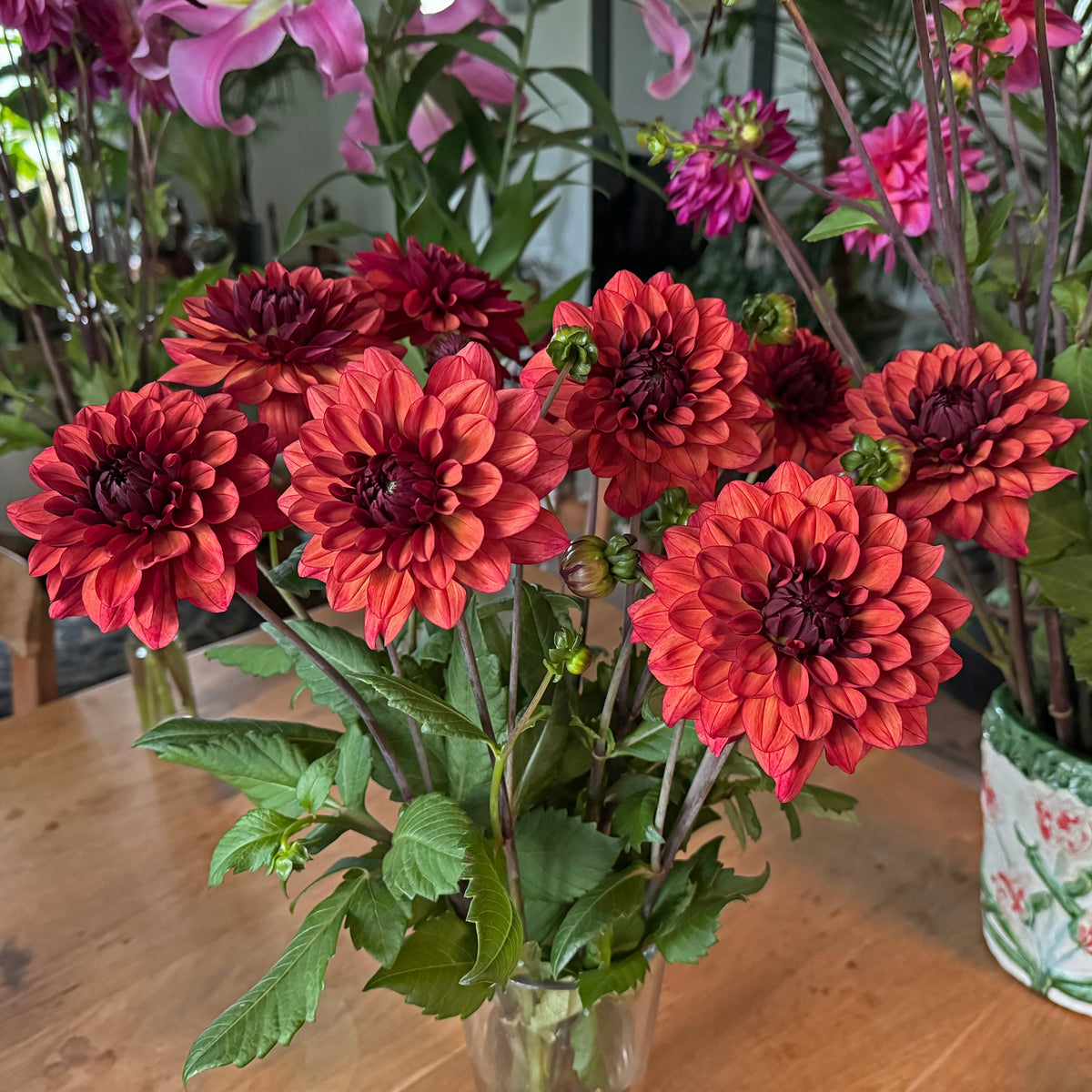 Dahlia Missis Miley - meerkleurige dahlia - Fluwel