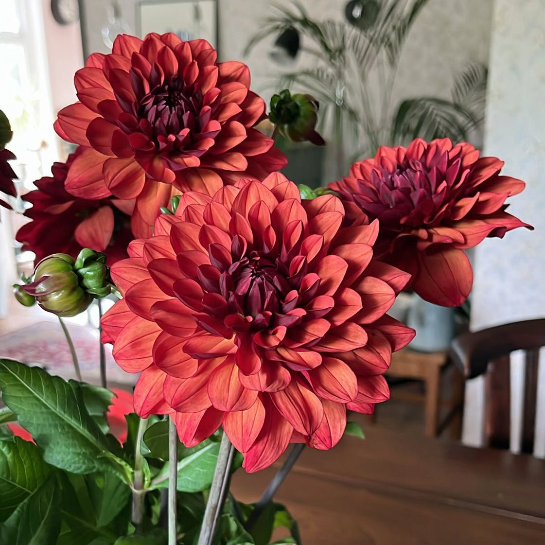 Dahlia Missis Miley - meerkleurige dahlia - Fluwel