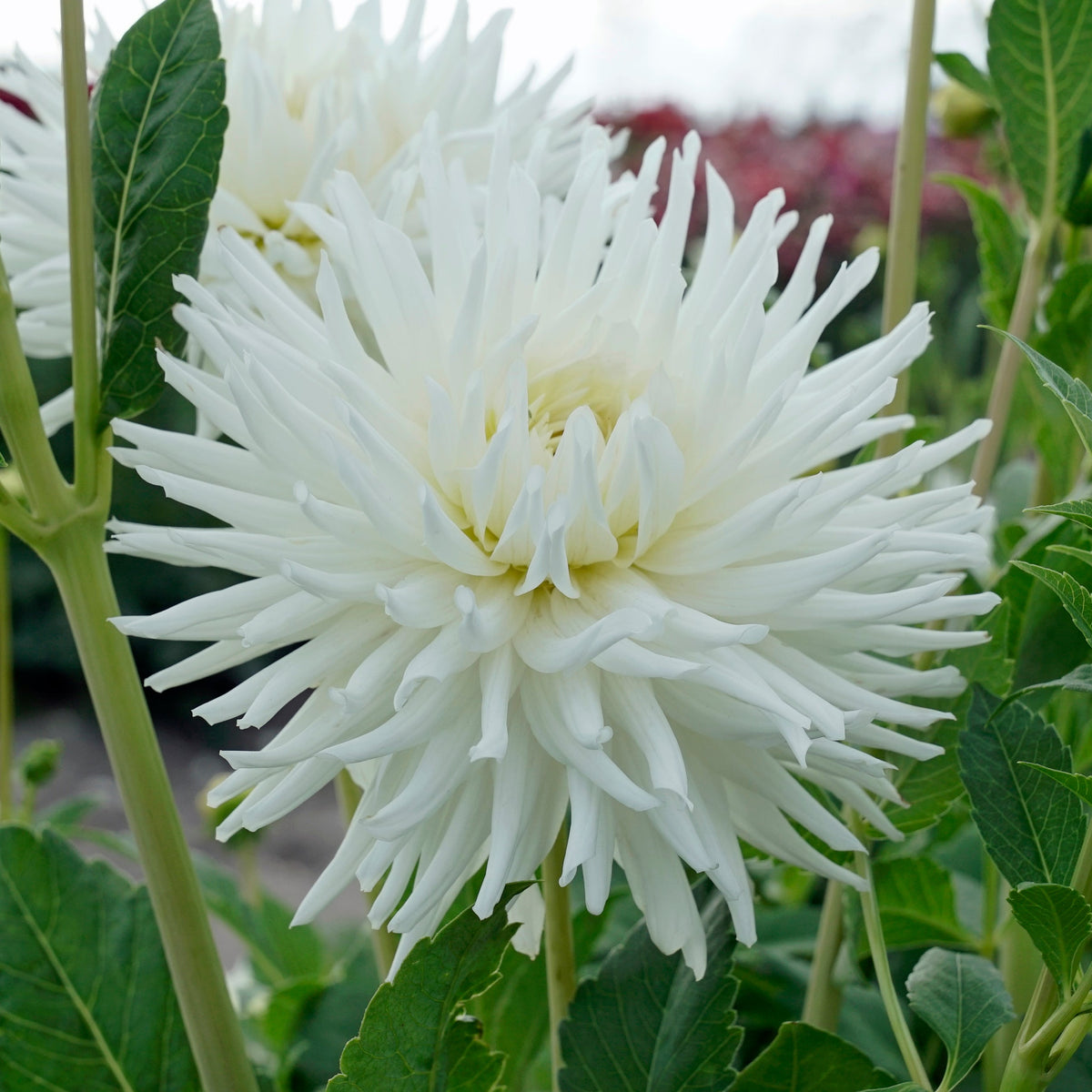 Dahlia My Love - Dahlias - Fluwel