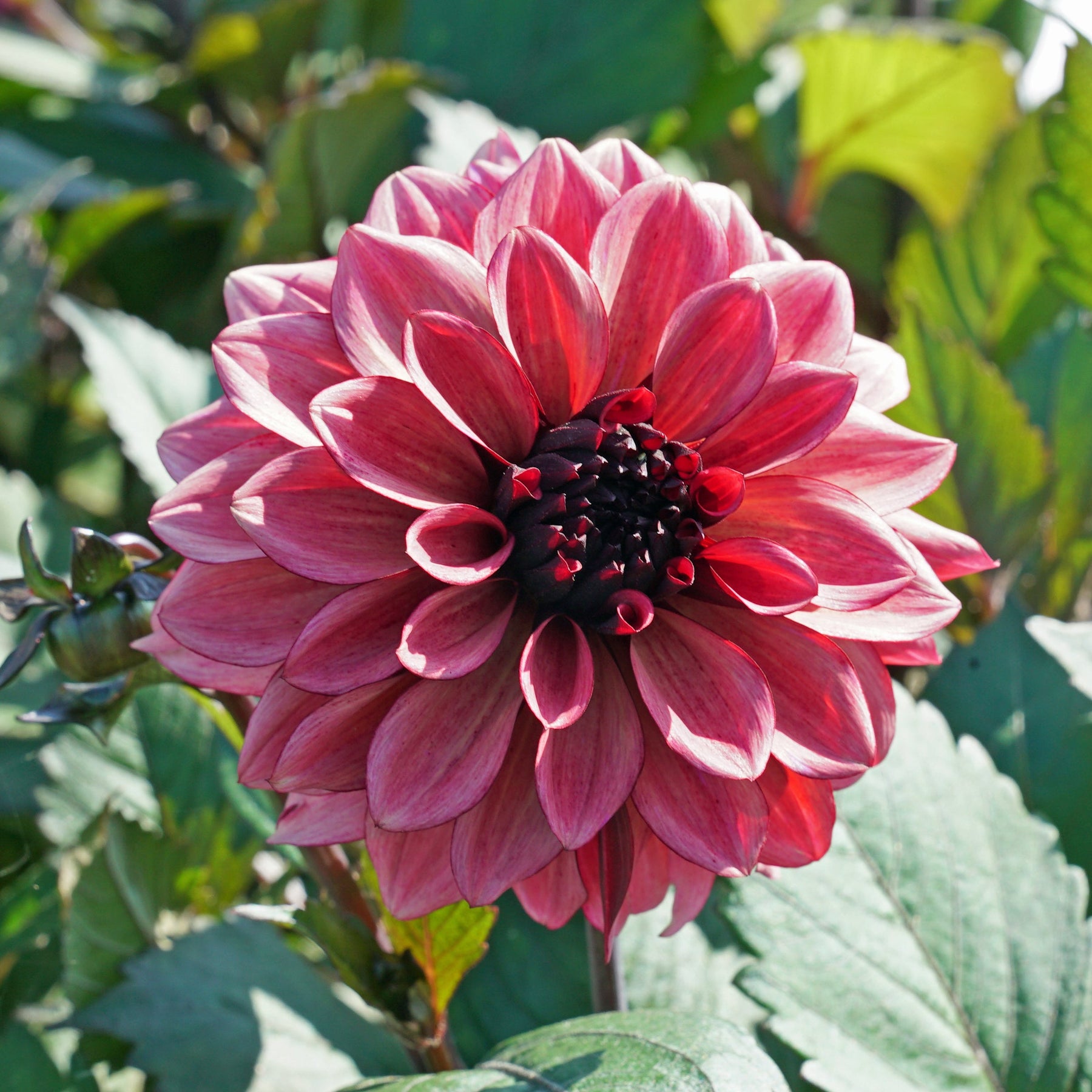 Dahlia Night Silence - Dahlias - Fluwel